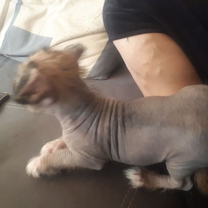 Щенок китайский хохлатый