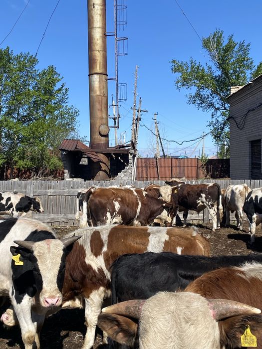 Продам племенных быков