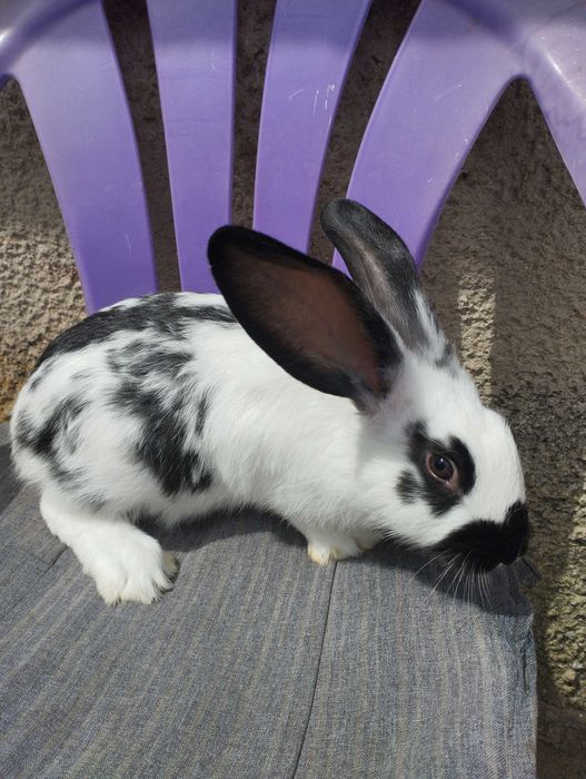 Зайци за разплод зайци