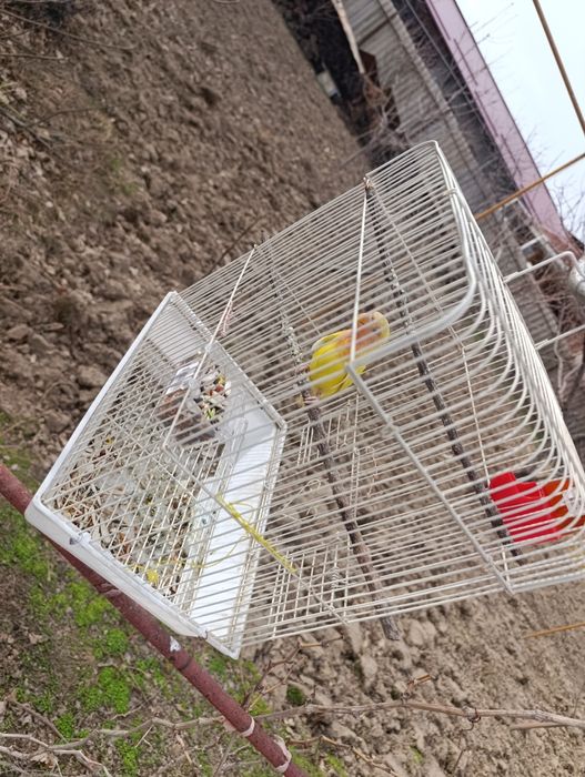 1 dona popugay sotiladi kletkasi bilan.