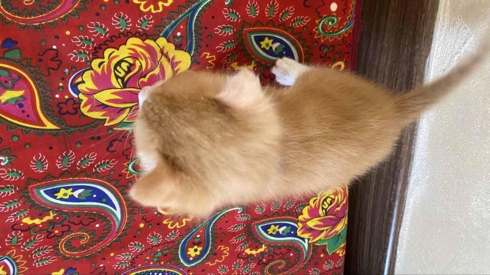 Кошку срочна продаю
