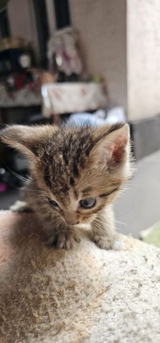 Бесплатно  котята