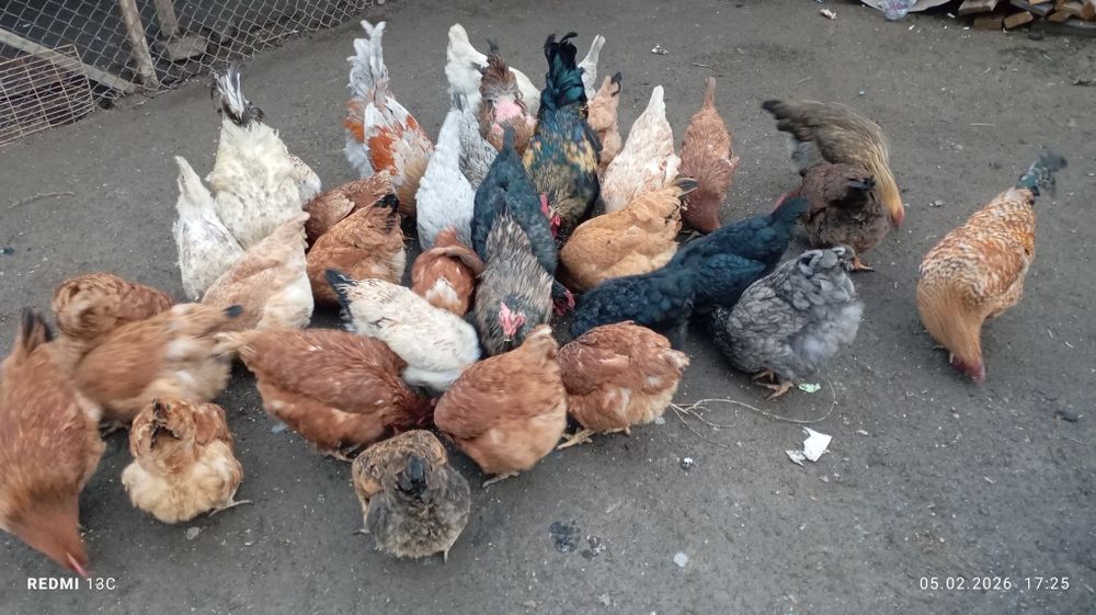 Продам курицей и петухов