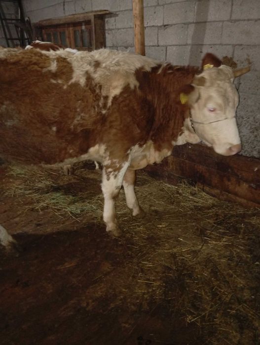 Vând vacă bălțată românească.