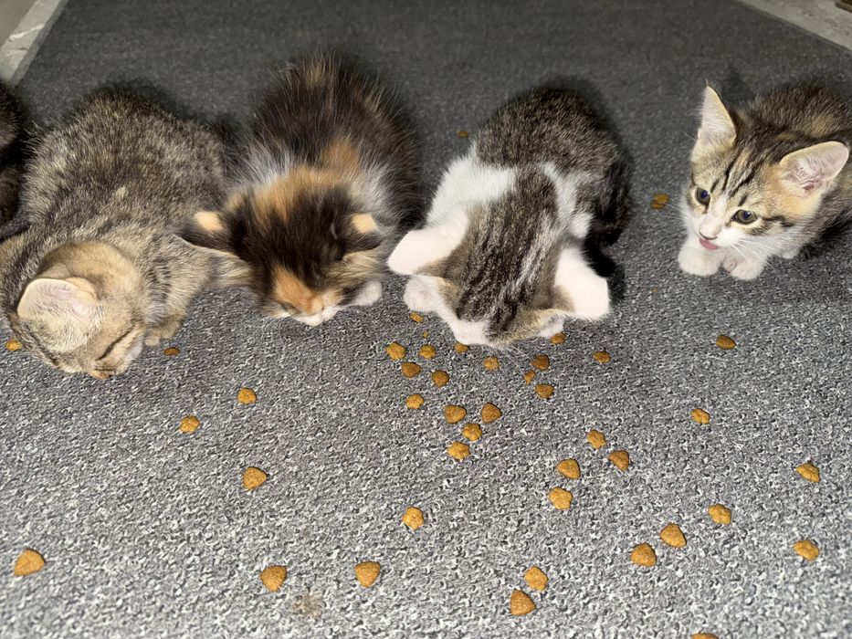 Отдам котят в хорошие руки