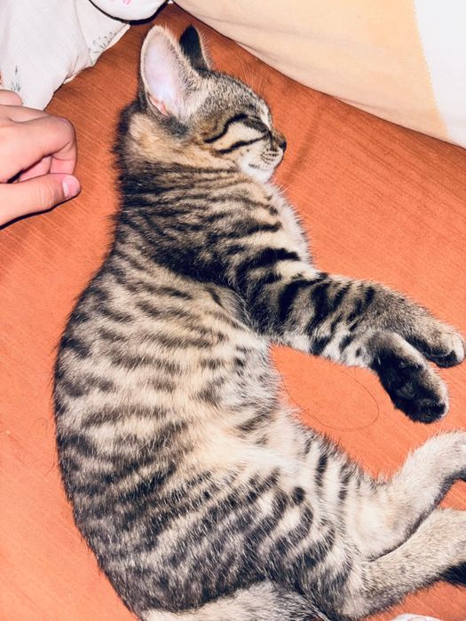 Отдам котенка бесплатно
