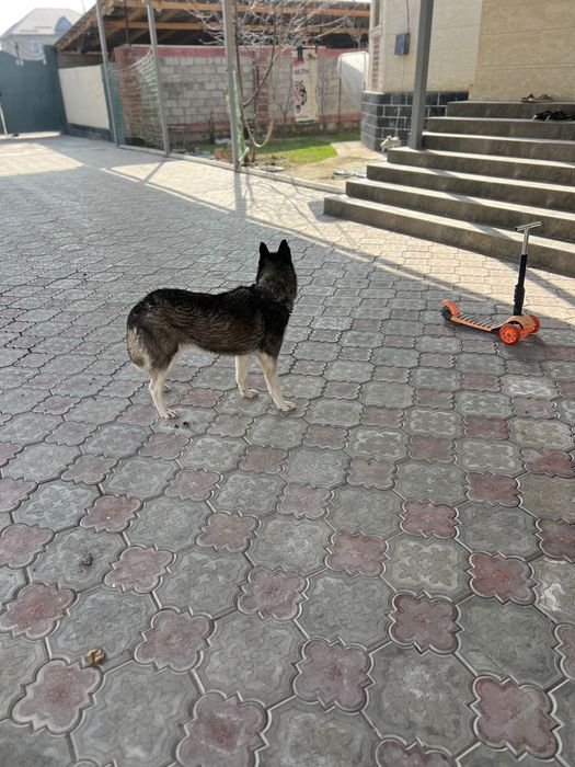 Хаски 5-7месяцев щенок