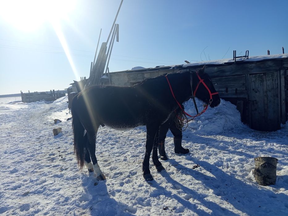 Животные сельхоз