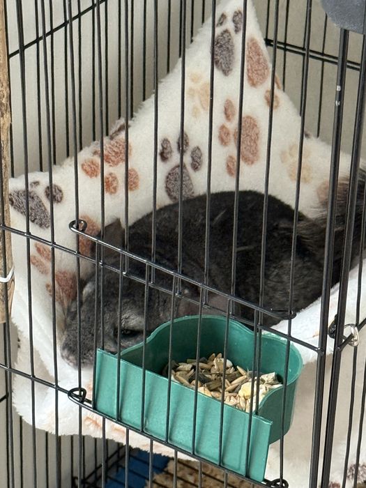 Шиншилла с клеткой мальчик