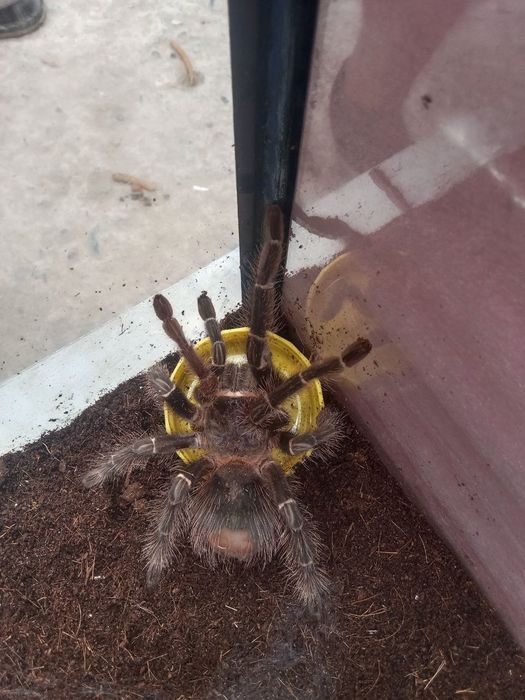 Паук птициед Lasiodora barahibana