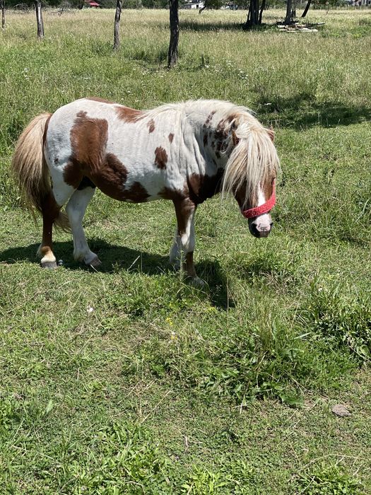 Vand armasar de ponei