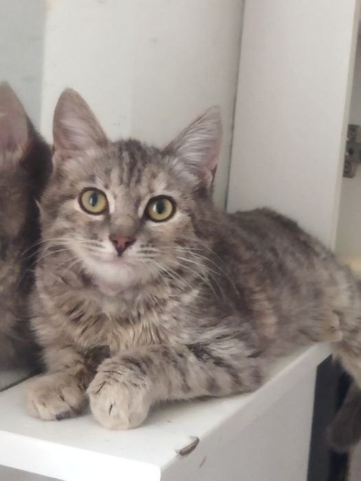 Мысық қыз ..   ..