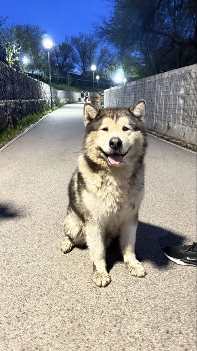 Нашли маламут есентай