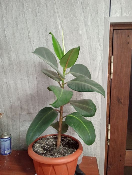 Продам Фикус недорого