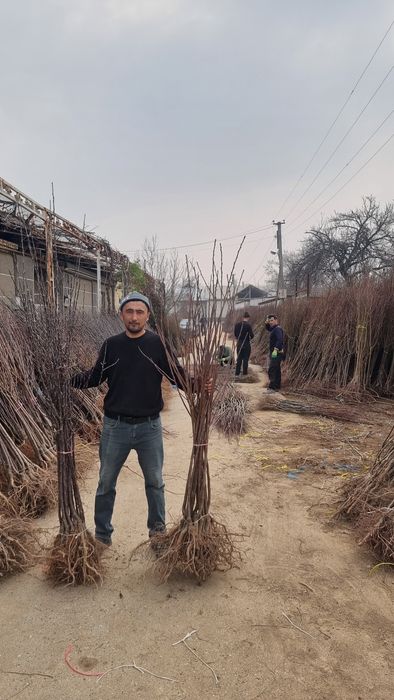 Продам саженцы оптом