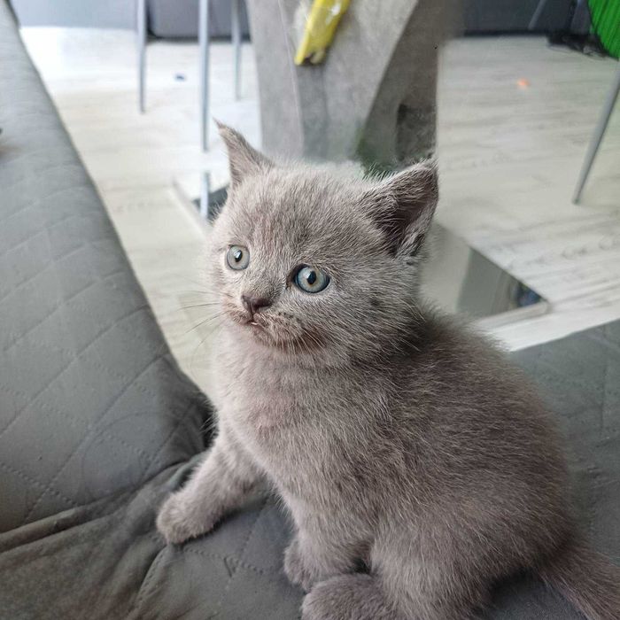 Котенца Британчета