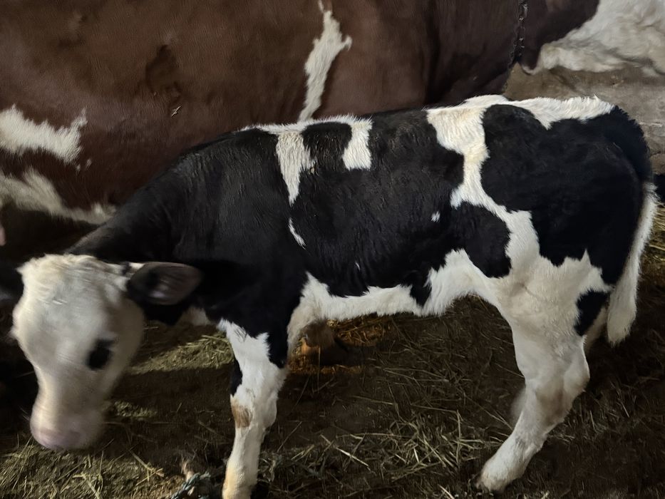Vând vacă de 7 ani cu vițea belgiana de 2 luni