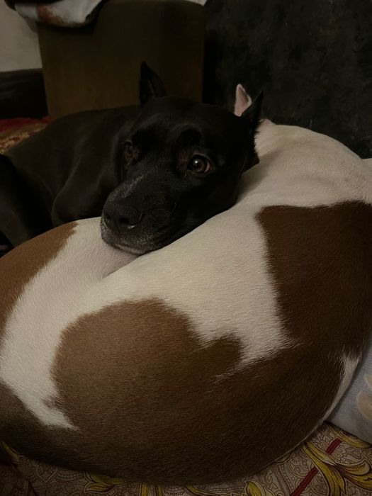 Бронь на щенков АПТ