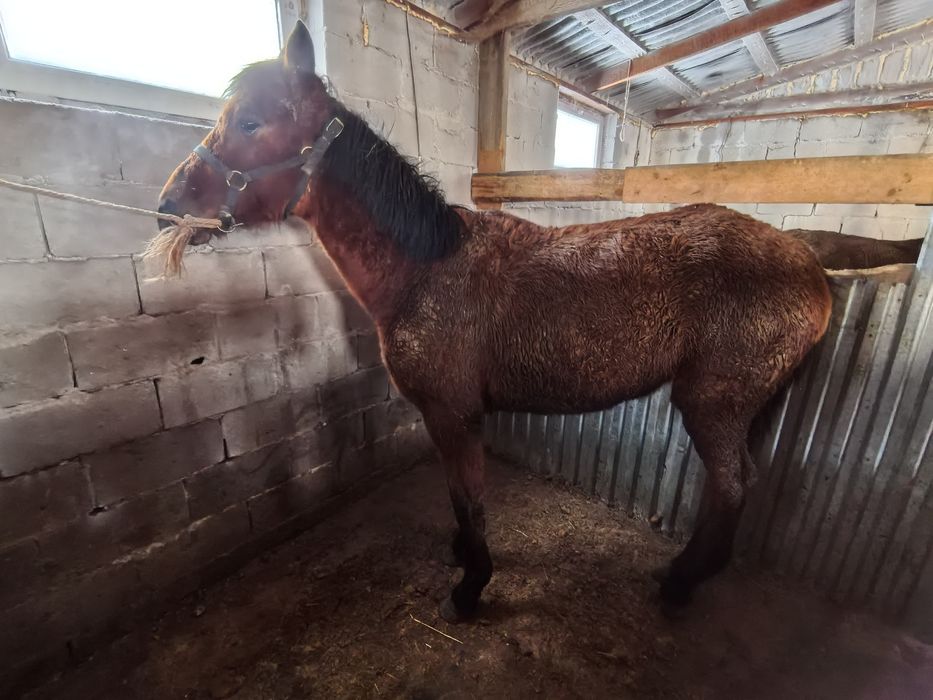 Кабыла, Байтал таза қан