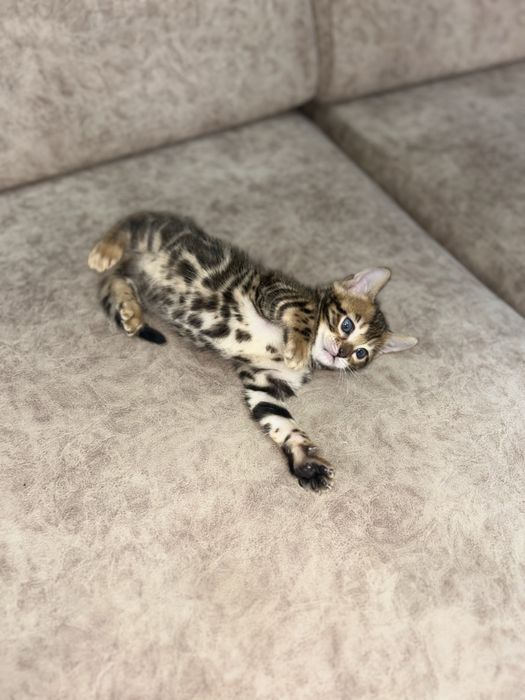 Бенгальские котята