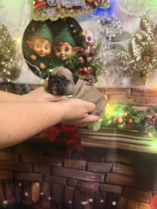 Шикарные девочки французкого бульдого