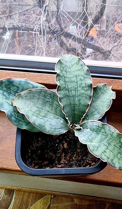 Комнатные растения от 1000