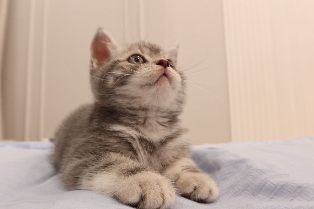 Продаётся шотландский котёнок