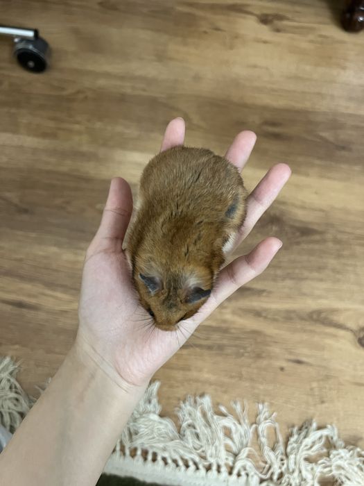 Сирийские хомячки