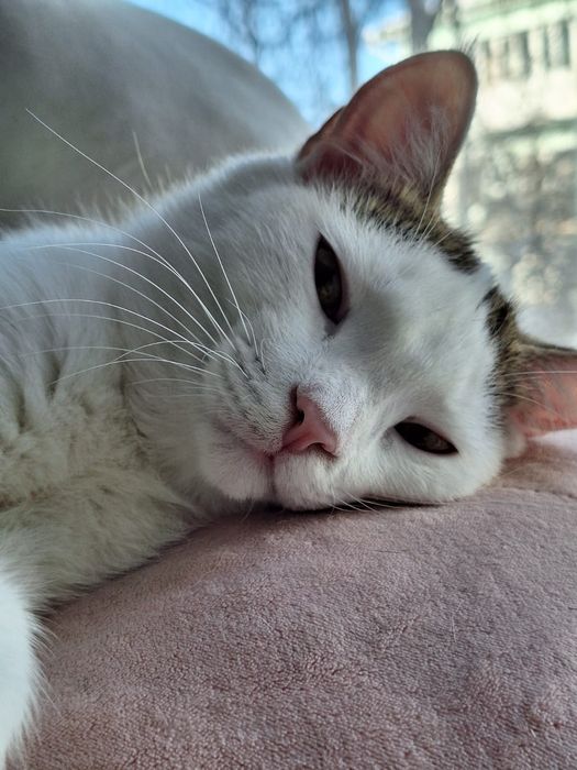 Шикарный котик ищет дом