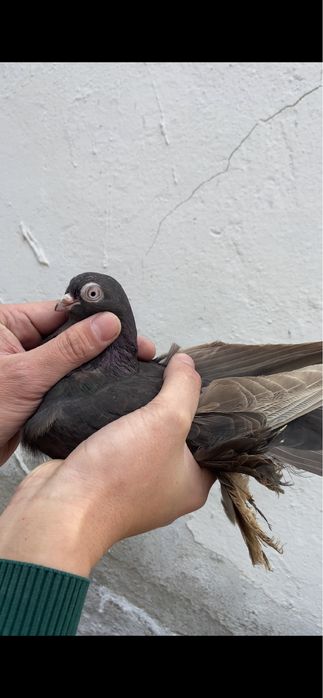 Голуби Гульсарка и бурая (майля)