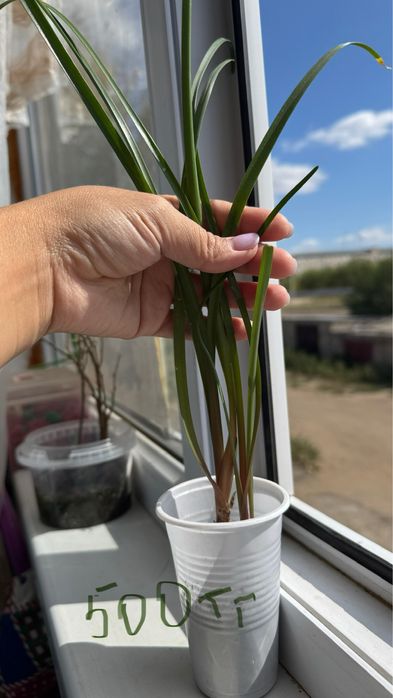 Растение Зефирантес