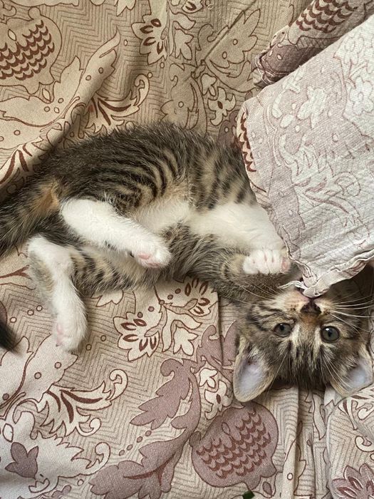 Отдам домашних котяток