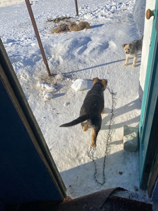 Продам немецкая овчарка