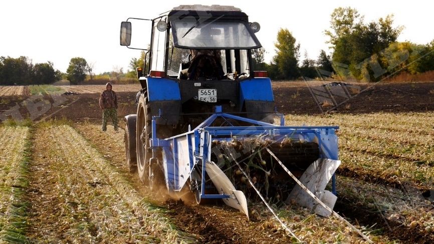 Копалка для лука 1,5 с квадратом, Польша