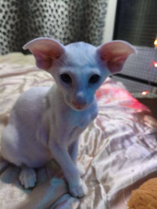 Ориентальные котята экстримального типа