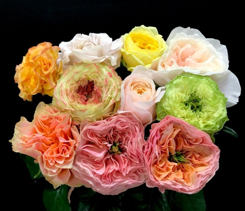 Цветы Эквадор опт