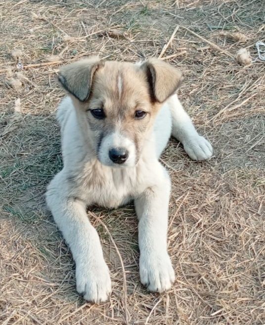 Большой выбор щенков Дворянины