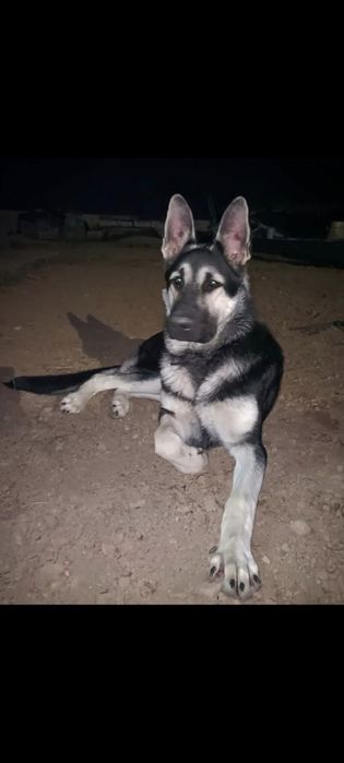 Щенки восточно-европейской овчарки