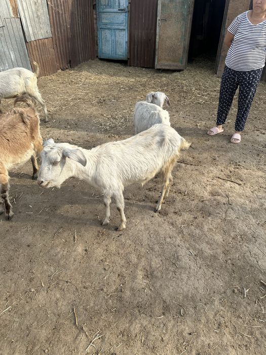 Шібіштер лағымен сүтті