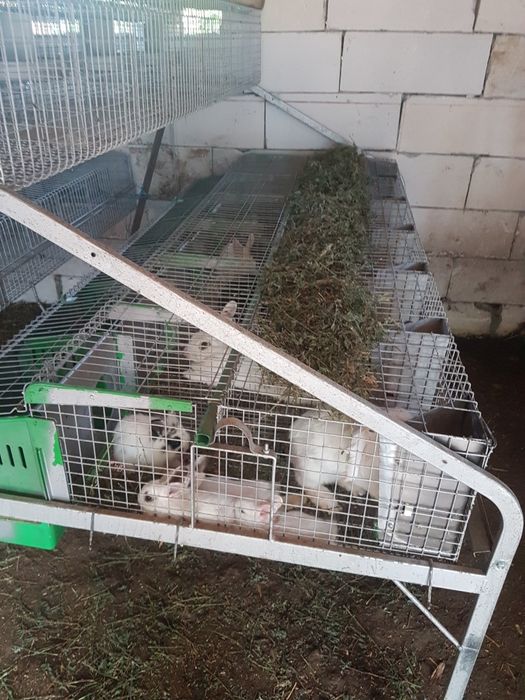 Iepurasi pitici, ideali ca si animalute de comanie