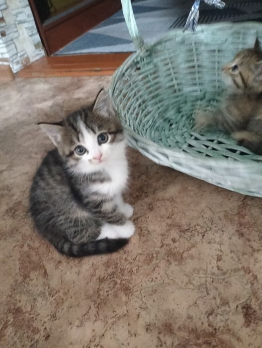 Котята в хорошие руки