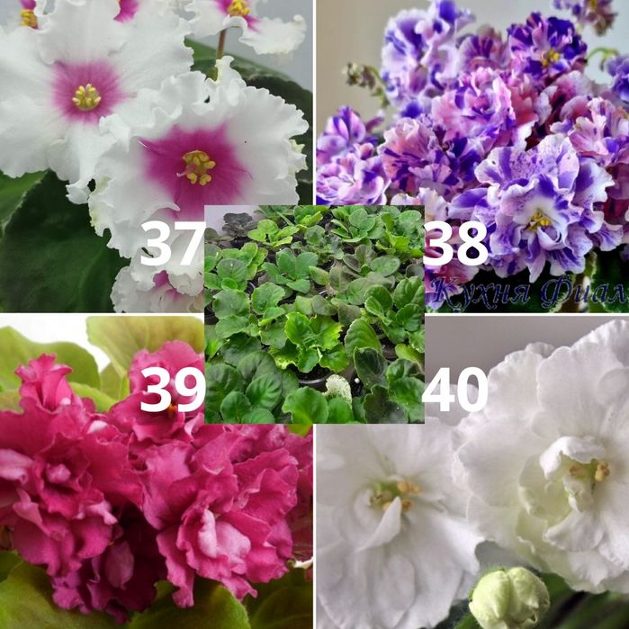 Сортовые фиалки (детки)