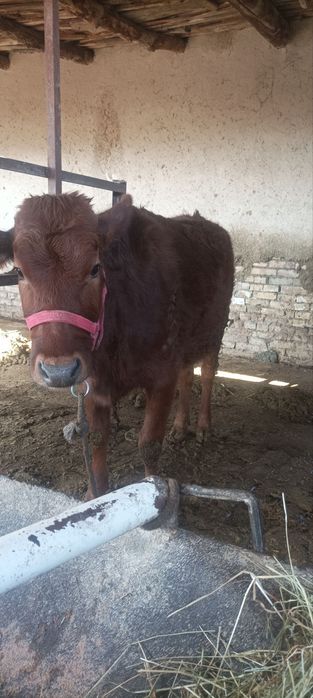 Gʻunojincha sotiladi