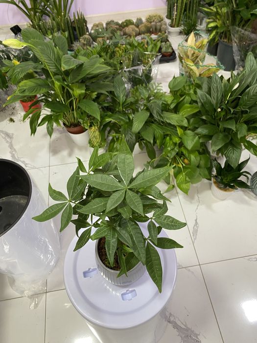 Цветы для дома и офиса. В скидочных ценах