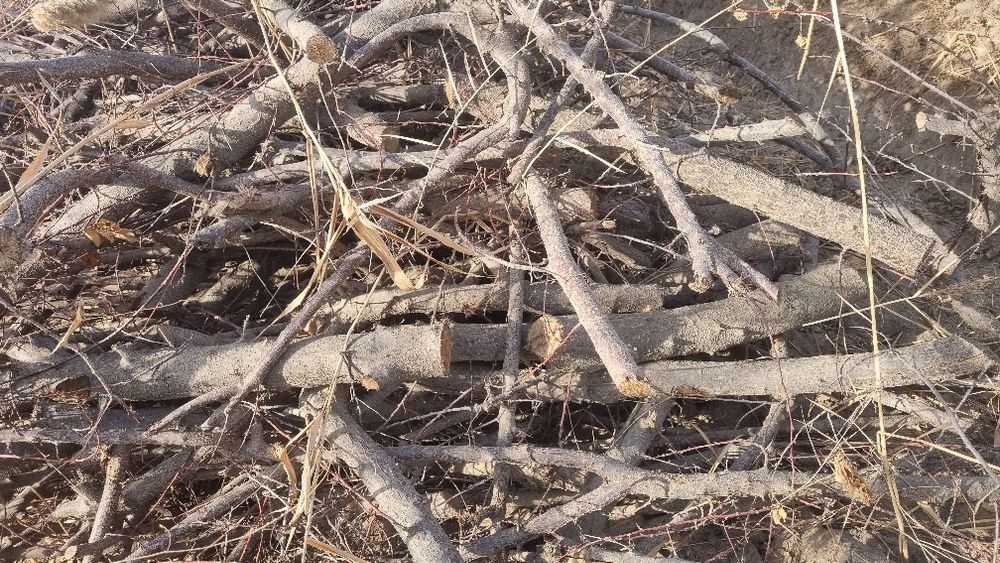 Oʻtin va package oʻqish uchun tarashalar bor