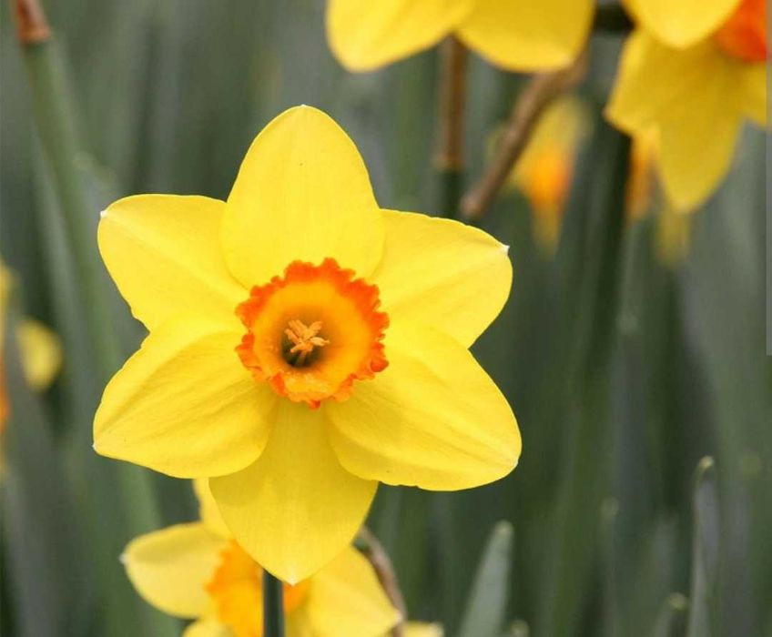 Луковици Нарцис, Зюмбюл и Минзухар