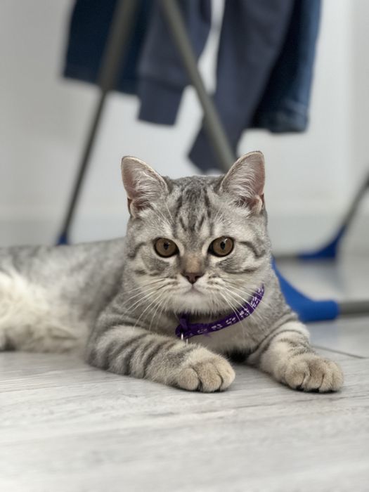 шотландец вислоушка скоттиш страйт