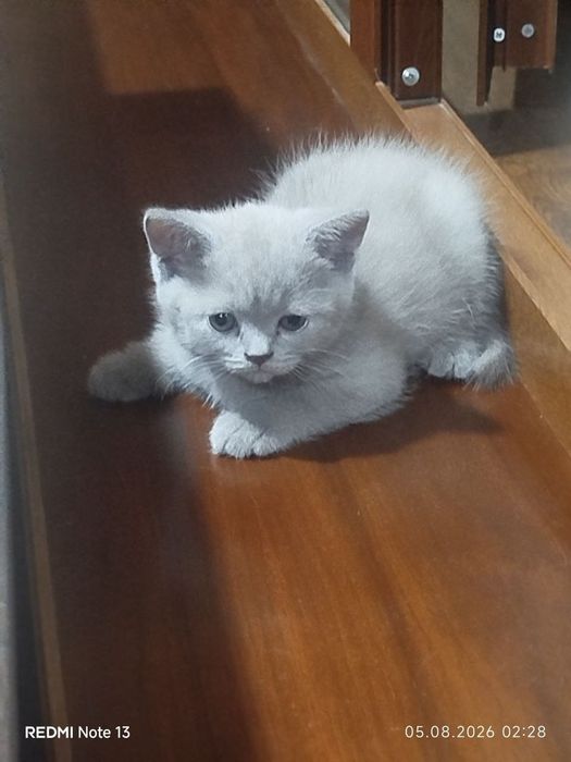продаётся котёнок
