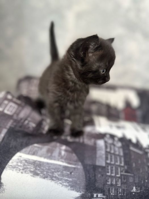 Отдам котенка мальчик