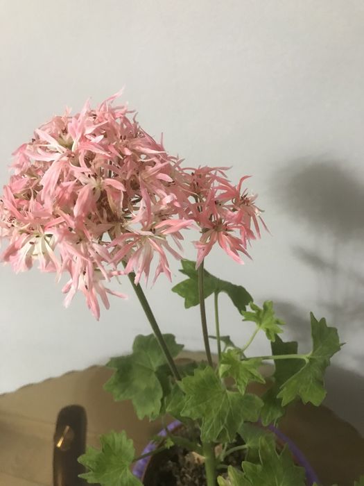 Продам пиларгонии(герань)